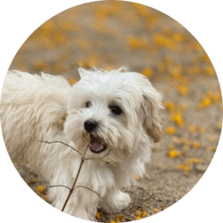 Comprar bichon maltes en Cataluña en criadero de bichon maltes Can Subirats Moya