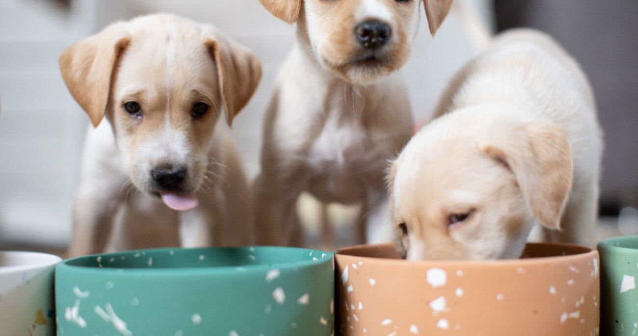 feed dog