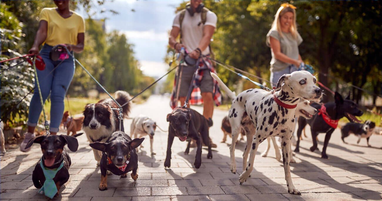 razones por las que salir a pasear con tu perro