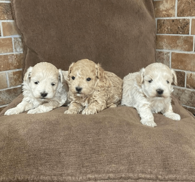 comprar perro Maltipoo en criadero