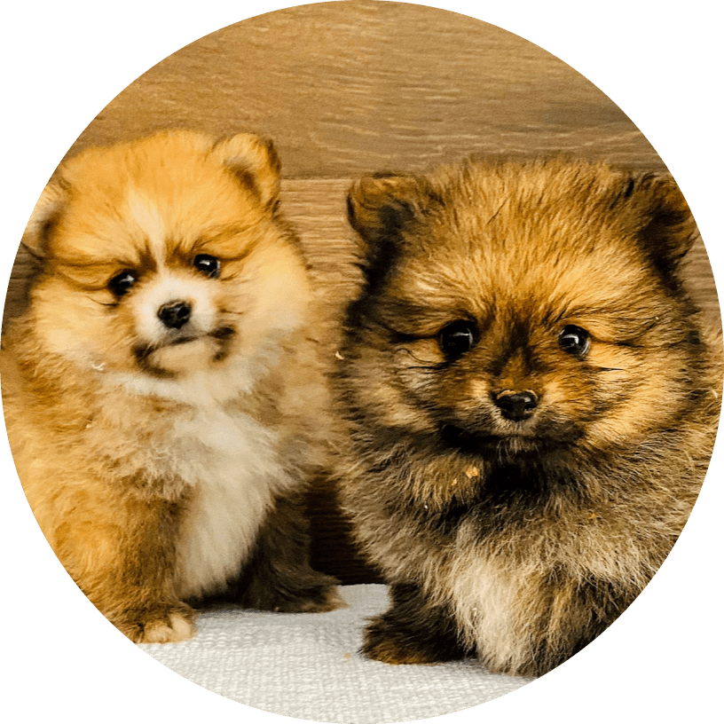 Comprar Pomerania en Cataluña en criadero de Pomerania Can Subirats Moya