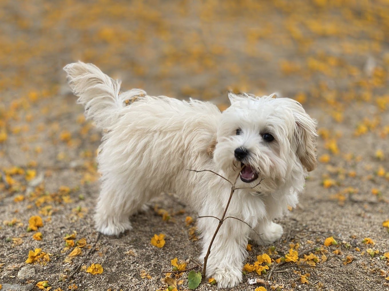 Criadero legal de Bichon Maltes