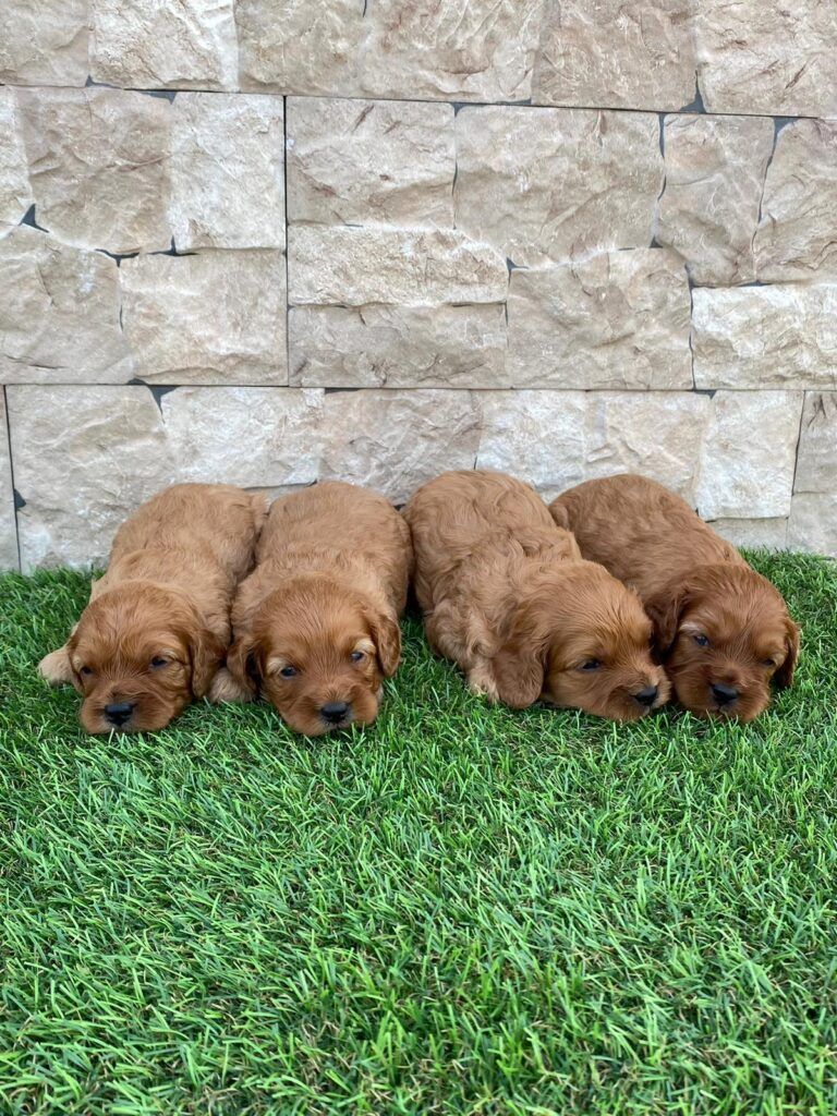 Venta de cachorros Cavapoo en Tarragona