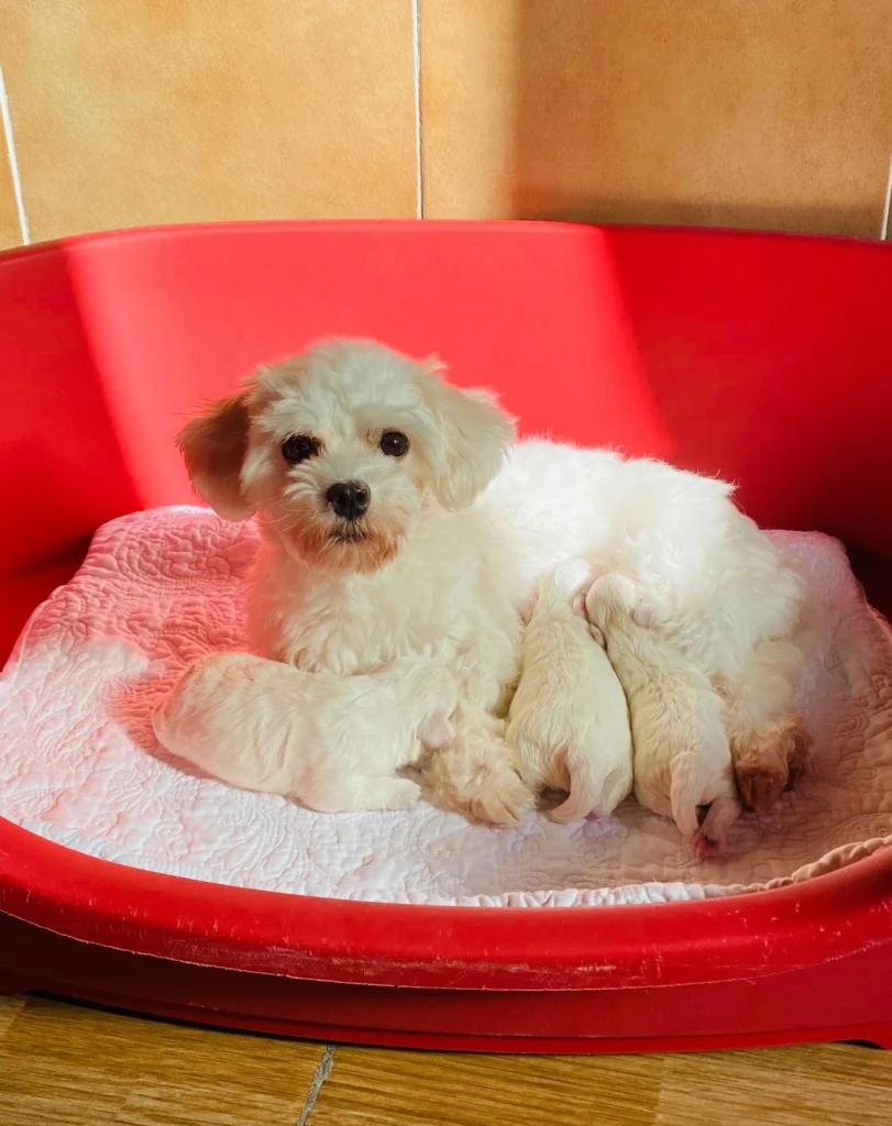 Camada de Bichon Maltes en Tarragona (Cataluña)