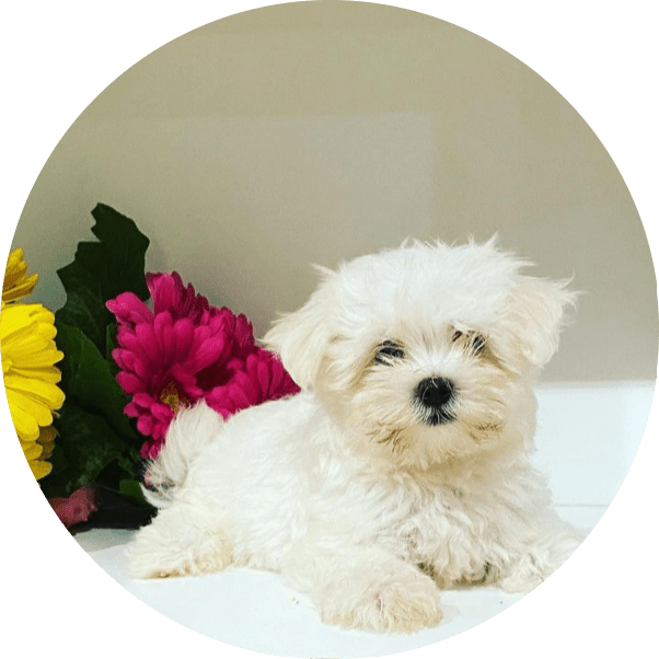 Venta de cachorro Bichon Maltes en Tarragona (Catalunya)