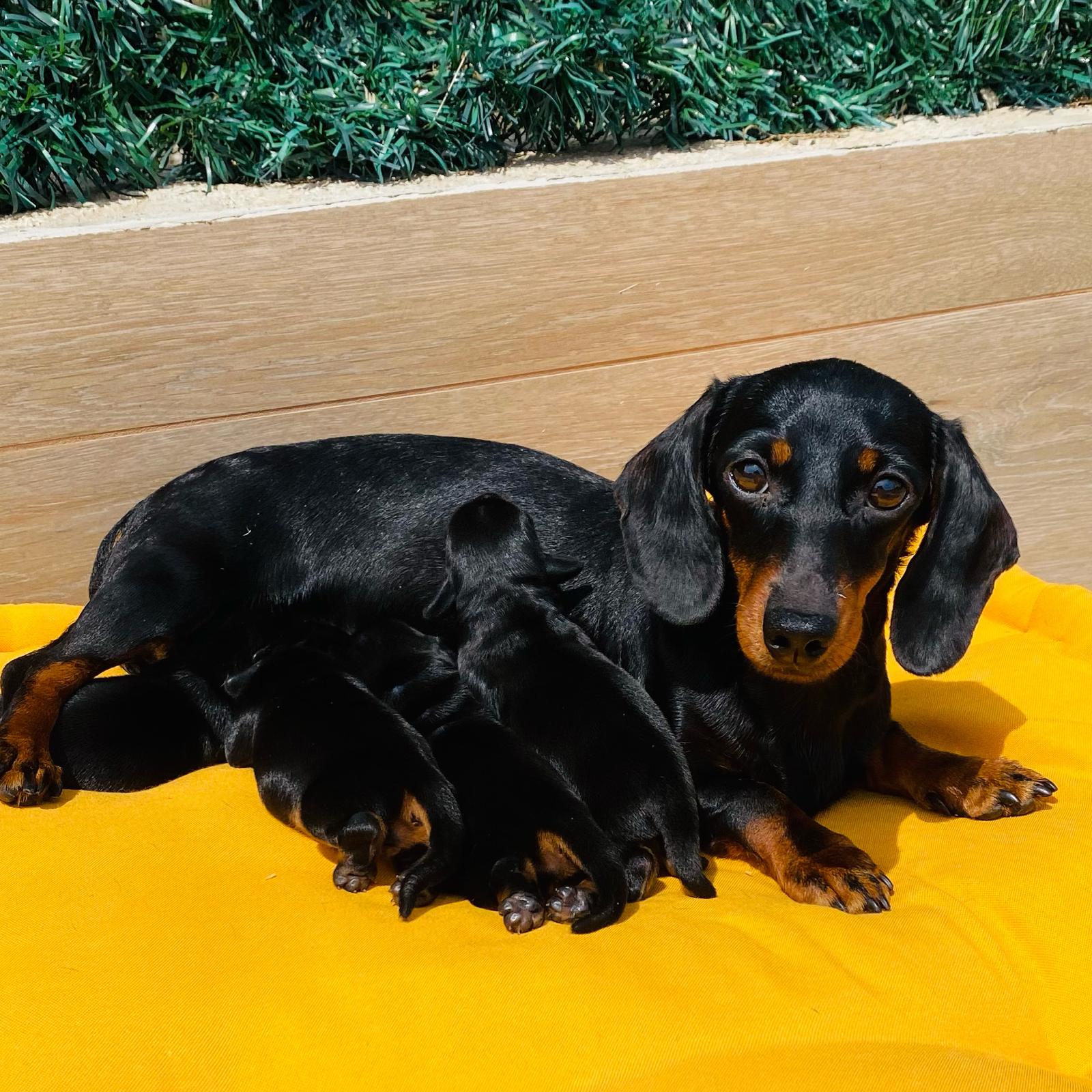 Cachorros Teckel en Tarragona (Cataluña). Criadero de perros teckel de Cataluña, Can Subirats Moya.