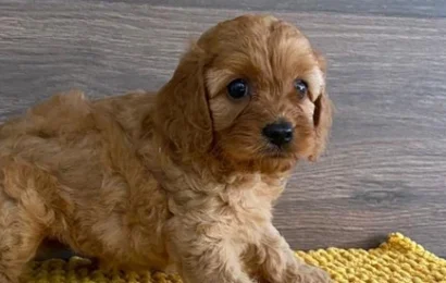 Estupendo cavapoo recién secado en nuestro centro de cría canino legal Can Subirats Moya Estupendo cavapoo recién secado en nuestro centro de cría canino legal Can Subirats Moya