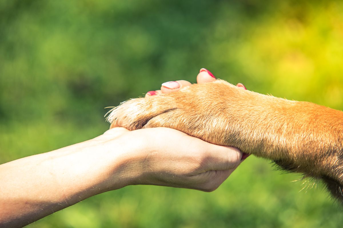 Consideraciones a tener en cuenta a la hora de comprar un perro con Can Subirats Moya