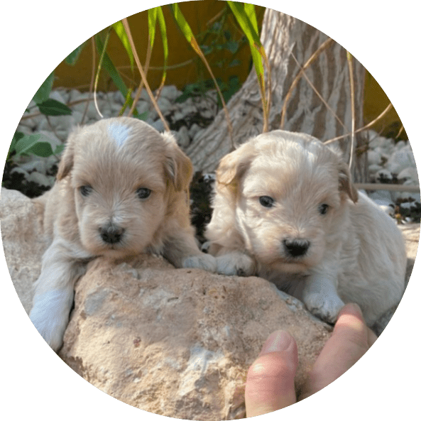 Venta de cachorros Maltipoo en Tarragona (Catalunya)
