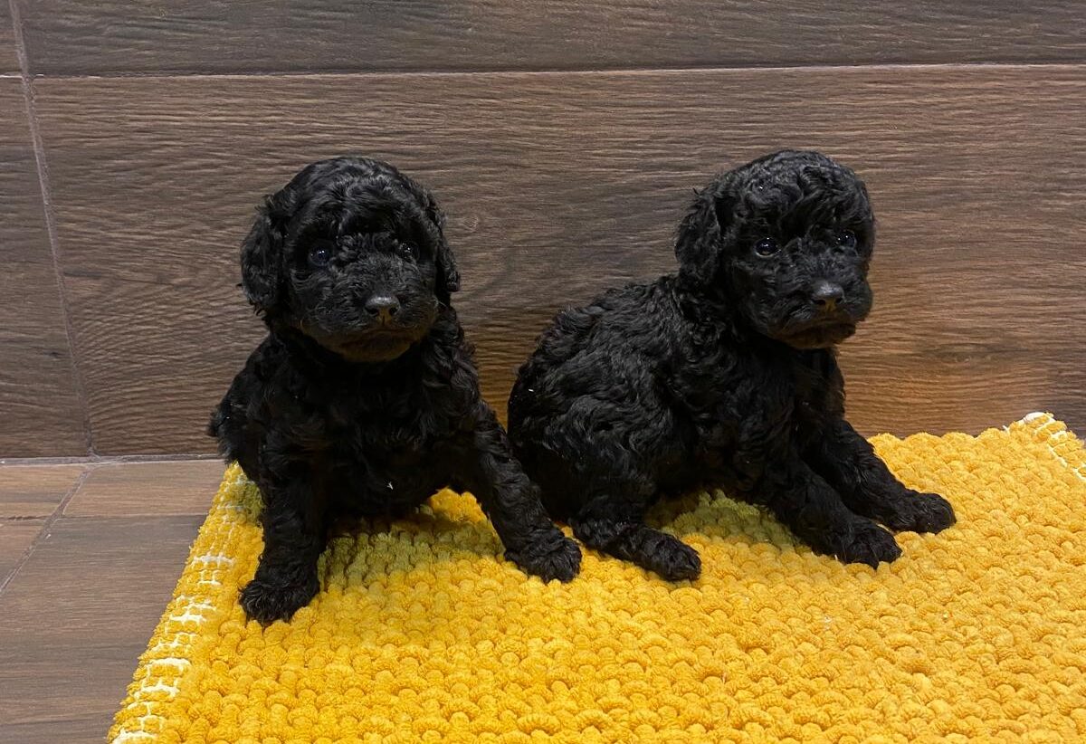 Caniches toys negros