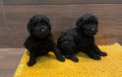 Caniches toys negros Caniches toys negros