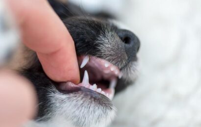 Aparición de primeros dientes de leche en perros Aparición de primeros dientes de leche en perros