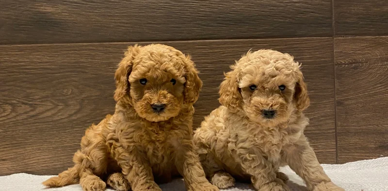 Comprar cachorros caniche en Tarragona. Enviamos a todos los municipios de España. Criadero de perros caniche toy.