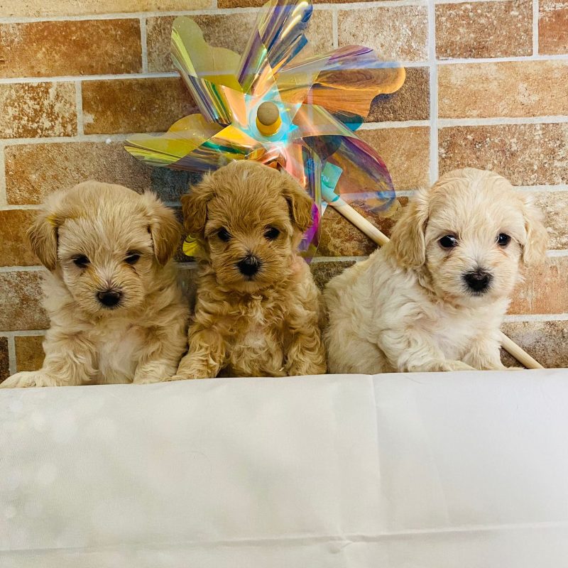 Venta de cachorros Maltipoo en Catalunya, Barcelona Tarragona