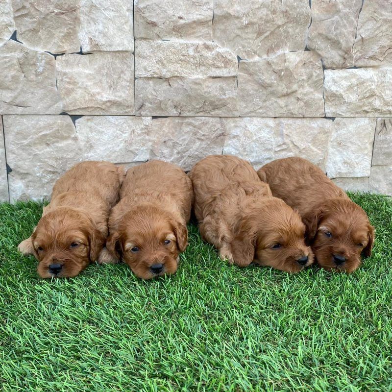 Venta de cachorros Cavapoo en Tarragona