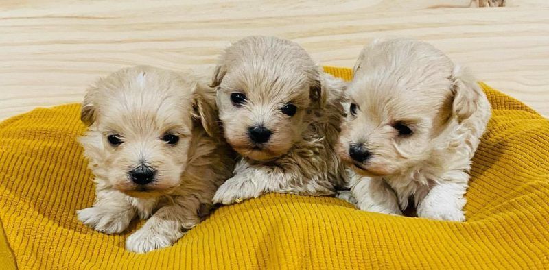 Comprar Maltipoo en Catalunya, comprar perro Maltipoo en Tarragona