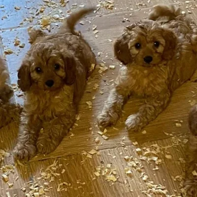 Criadero cavapoo en cataluña. Can Subirats Moya