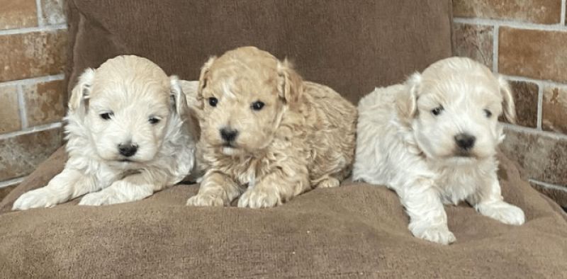 comprar perro Maltipoo en criadero