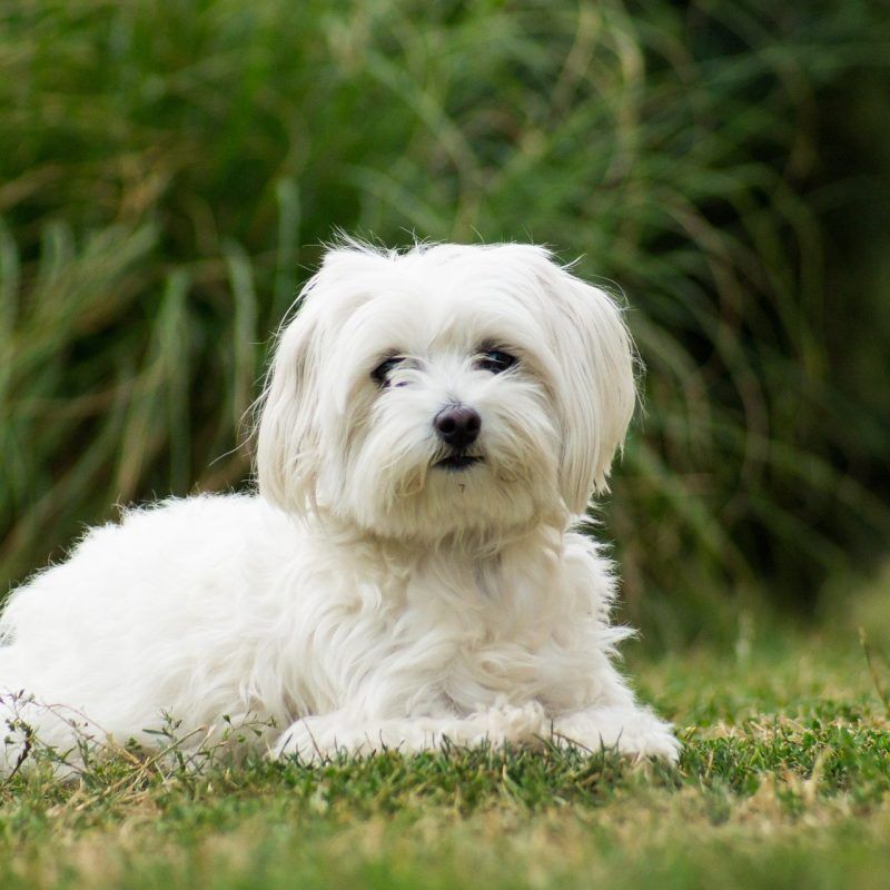 Comprar Bichón Maltés en criadero canino Can Subirats Moya en Tarragona cerca de Barcelona