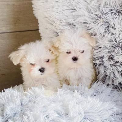 Comprar bichon maltes en españa