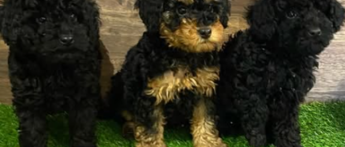 ckmprar miniatura caniche toy negros