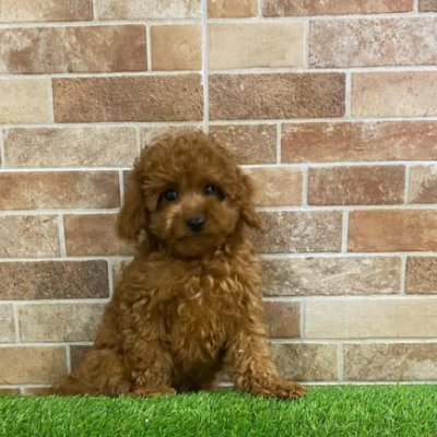 Comprar cavapoo en Tarragona