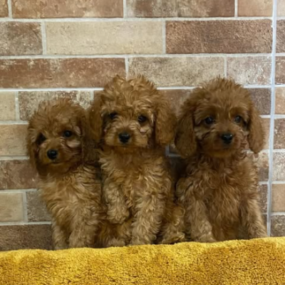 Comprar cavapoo en Barcelona