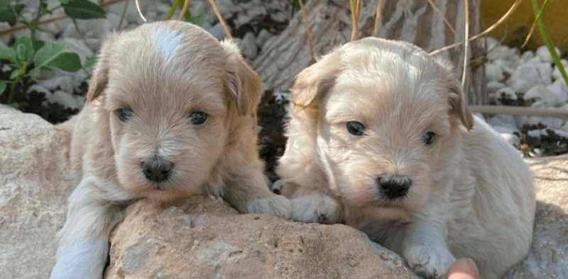 Comprar Maltipoo disponibles en Tarragona (Catalunya)